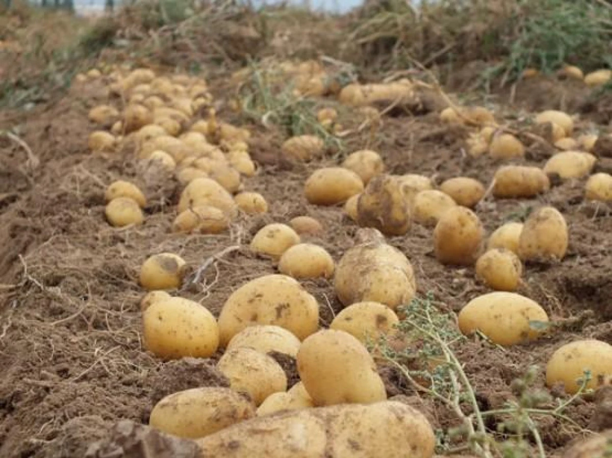 &Ccedil;ift&ccedil;iler Zor Durumda: Bu Yıl Umduğumuzu Bulamadık