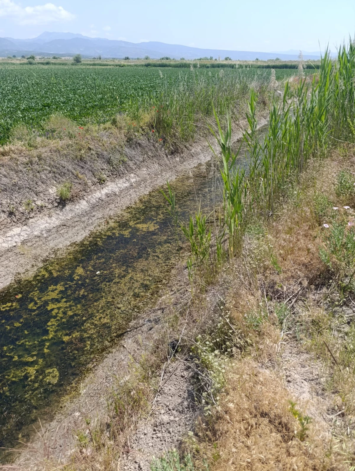 Kuraklık &Ccedil;ift&ccedil;iyi Zor Durumda Bıraktı