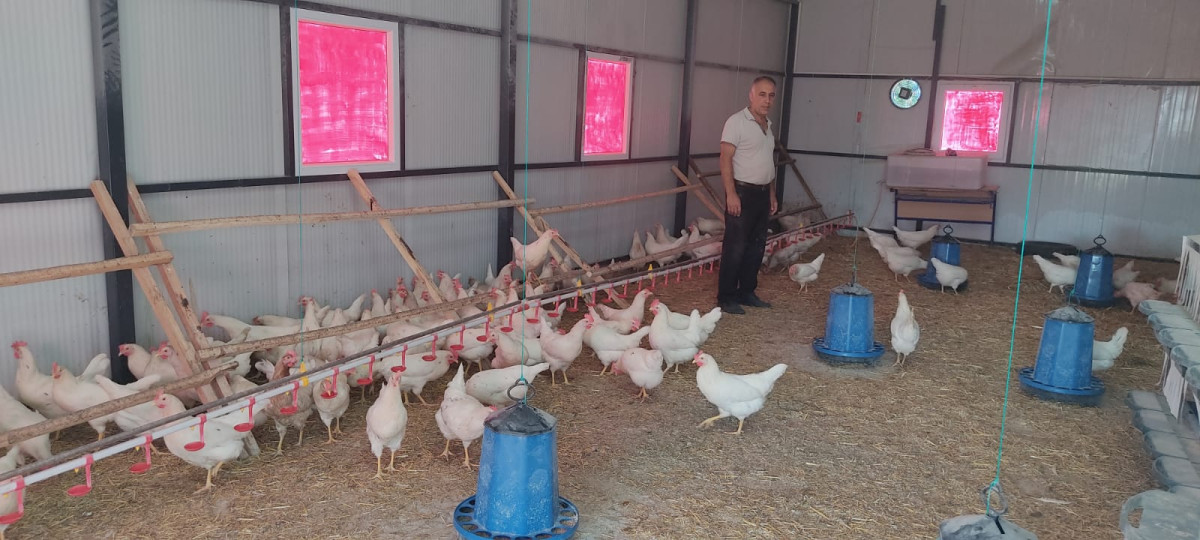 Suğla Mesleki ve Teknik  Anadolu Lisesi’nin tavukları yumurta vermeye başladı. 